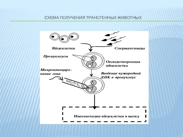 CХЕМА ПОЛУЧЕНИЯ ТРАНСГЕННЫХ ЖИВОТНЫХ