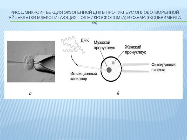 РИС. 1. МИКРОИНЪЕКЦИЯ ЭКЗОГЕННОЙ ДНК В ПРОНУКЛЕУС ОПЛОДОТВОРЕННОЙ ЯЙЦЕКЛЕТКИ МЛЕКОПИТАЮЩИХ ПОД МИКРОСКОПОМ