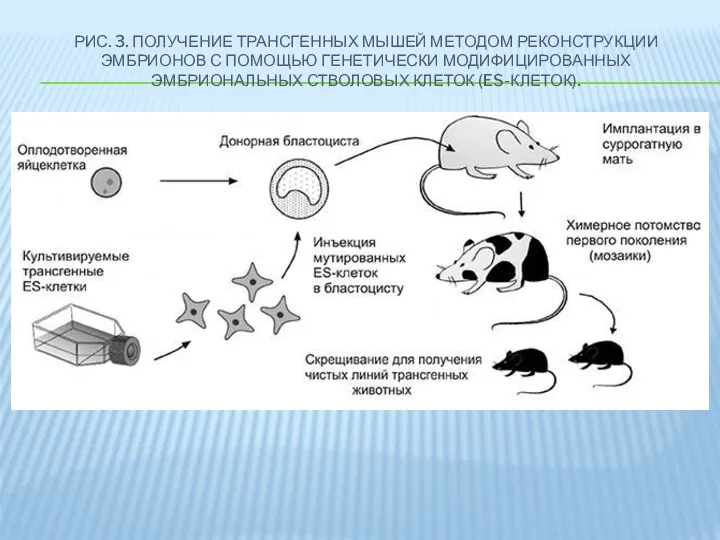 РИС. 3. ПОЛУЧЕНИЕ ТРАНСГЕННЫХ МЫШЕЙ МЕТОДОМ РЕКОНСТРУКЦИИ ЭМБРИОНОВ С ПОМОЩЬЮ ГЕНЕТИЧЕСКИ МОДИФИЦИРОВАННЫХ ЭМБРИОНАЛЬНЫХ СТВОЛОВЫХ КЛЕТОК (ES-КЛЕТОК).