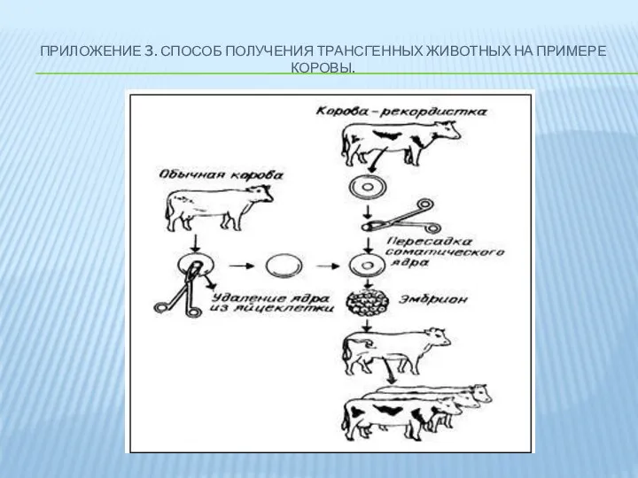 ПРИЛОЖЕНИЕ 3. СПОСОБ ПОЛУЧЕНИЯ ТРАНСГЕННЫХ ЖИВОТНЫХ НА ПРИМЕРЕ КОРОВЫ.