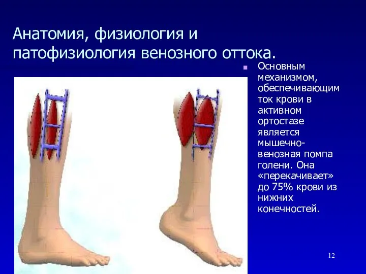 Основным механизмом, обеспечивающим ток крови в активном ортостазе является мышечно-венозная помпа голени.