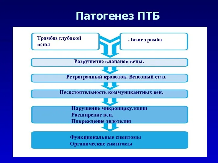 Патогенез ПТБ Тромбоз глубокой вены Лизис тромба Разрушение клапанов вены. Ретроградный кровоток.