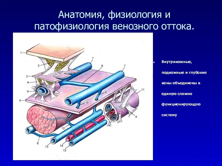 Анатомия, физиология и патофизиология венозного оттока. Внутрикожные, подкожные и глубокие вены объединены