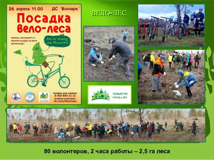 80 волонтеров, 2 часа работы – 2,5 га леса ВЕЛО-ЛЕС ВЕЛО-ЛЕС