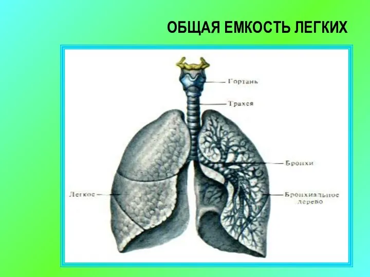 ОБЩАЯ ЕМКОСТЬ ЛЕГКИХ