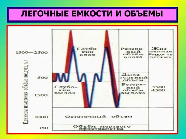 ЛЕГОЧНЫЕ ЕМКОСТИ И ОБЪЕМЫ