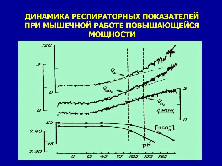 ДИНАМИКА РЕСПИРАТОРНЫХ ПОКАЗАТЕЛЕЙ ПРИ МЫШЕЧНОЙ РАБОТЕ ПОВЫШАЮЩЕЙСЯ МОЩНОСТИ