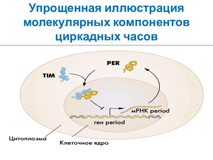 Упрощенная иллюстрация молекулярных компонентов циркадных часов