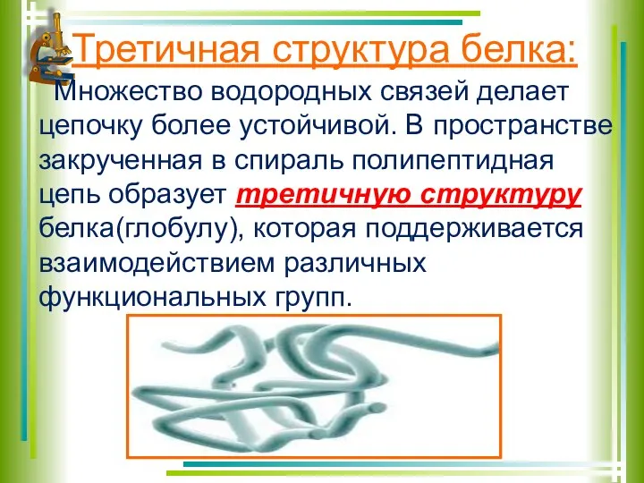 Третичная структура белка: Множество водородных связей делает цепочку более устойчивой. В пространстве