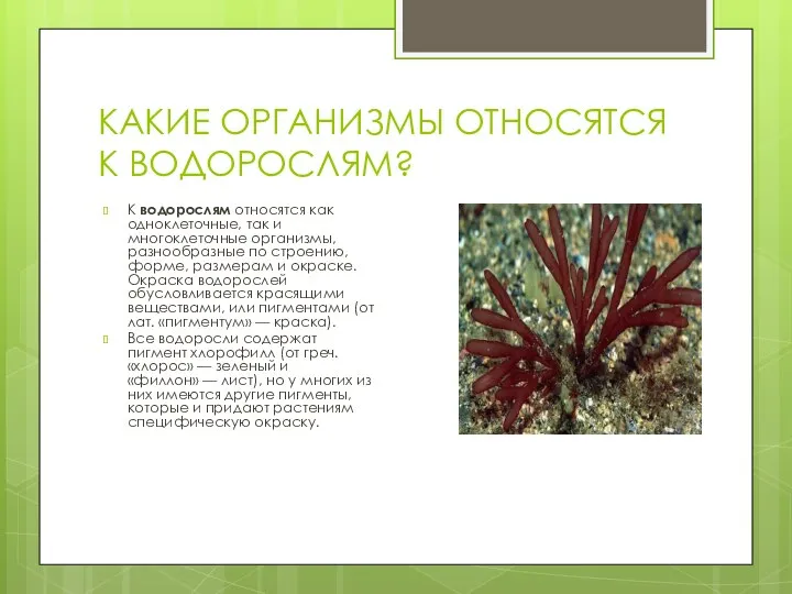 КАКИЕ ОРГАНИЗМЫ ОТНОСЯТСЯ К ВОДОРОСЛЯМ? К водорослям относятся как одноклеточные, так и