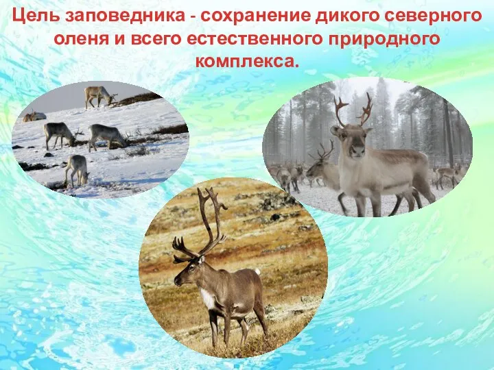 Цель заповедника - сохранение дикого северного оленя и всего естественного природного комплекса.