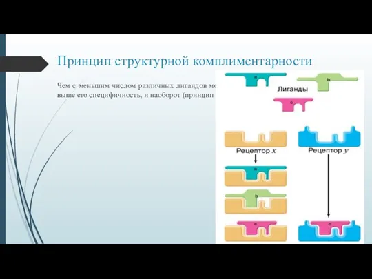 Принцип структурной комплиментарности Чем с меньшим числом различных лигандов может связаться рецептор