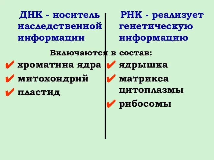 ДНК - носитель наследственной информации хроматина ядра митохондрий пластид РНК - реализует