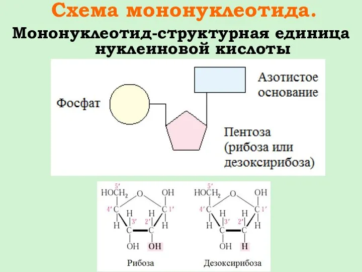Схема мононуклеотида. Мононуклеотид-структурная единица нуклеиновой кислоты