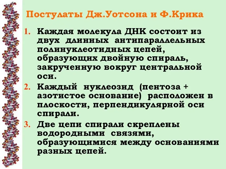 Постулаты Дж.Уотсона и Ф.Крика Каждая молекула ДНК состоит из двух длинных антипараллельных