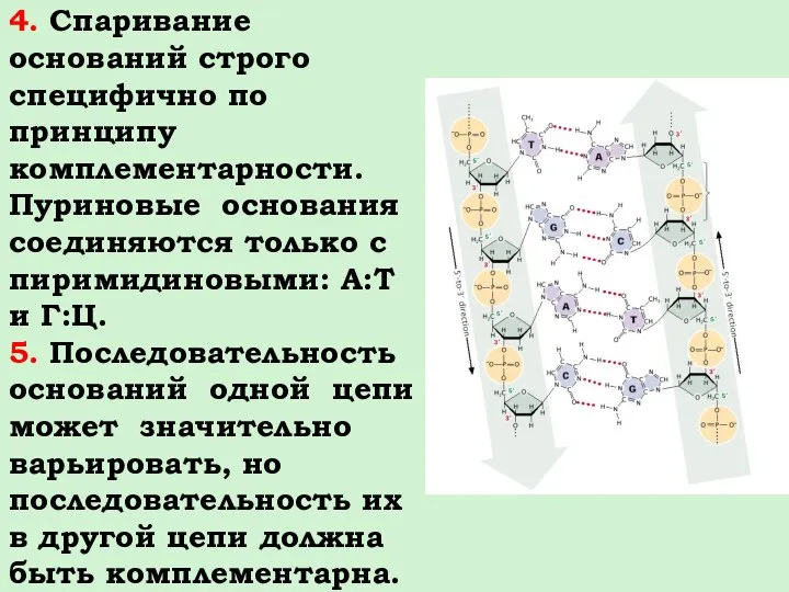 4. Спаривание оснований строго специфично по принципу комплементарности. Пуриновые основания соединяются только