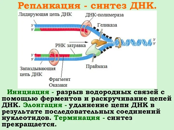 Репликация - синтез ДНК. Инициация - разрыв водородных связей с помощью ферментов