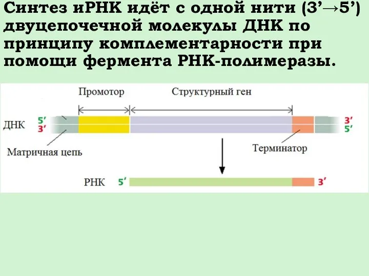 Синтез иРНК идёт с одной нити (3’→5’) двуцепочечной молекулы ДНК по принципу