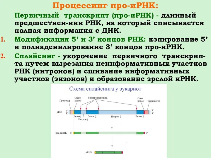 Процессинг про-иРНК: Первичный транскрипт (про-иРНК) - длинный предшествен-ник РНК, на который списывается