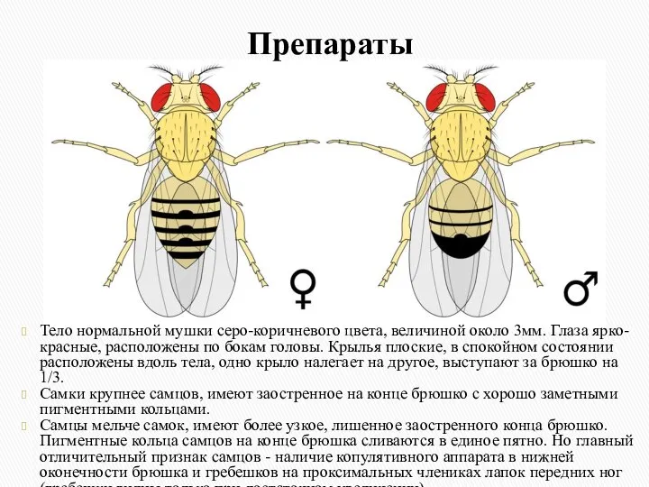 Тело нормальной мушки серо-коричневого цвета, величиной около 3мм. Глаза ярко-красные, расположены по