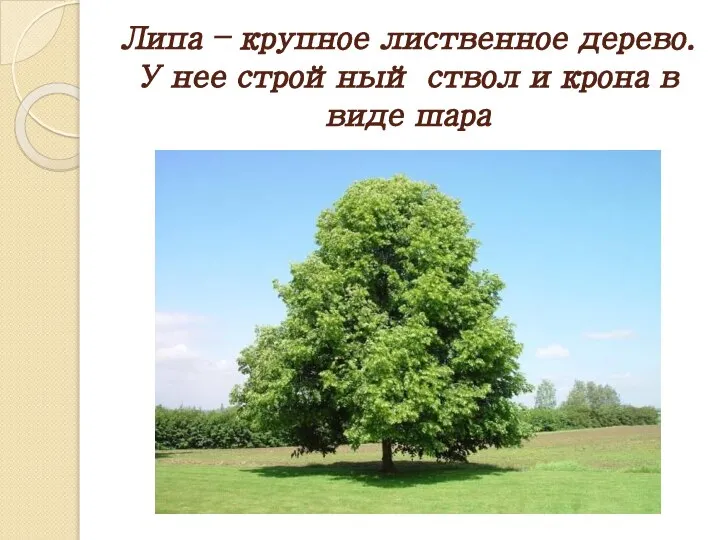 Липа – крупное лиственное дерево. У нее стройный ствол и крона в виде шара
