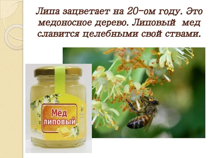 Липа зацветает на 20-ом году. Это медоносное дерево. Липовый мед славится целебными свойствами.