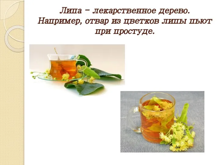 Липа - лекарственное дерево. Например, отвар из цветков липы пьют при простуде.