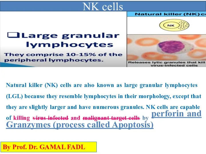 Natural killer (NK) cells are also known as large granular lymphocytes (LGL)