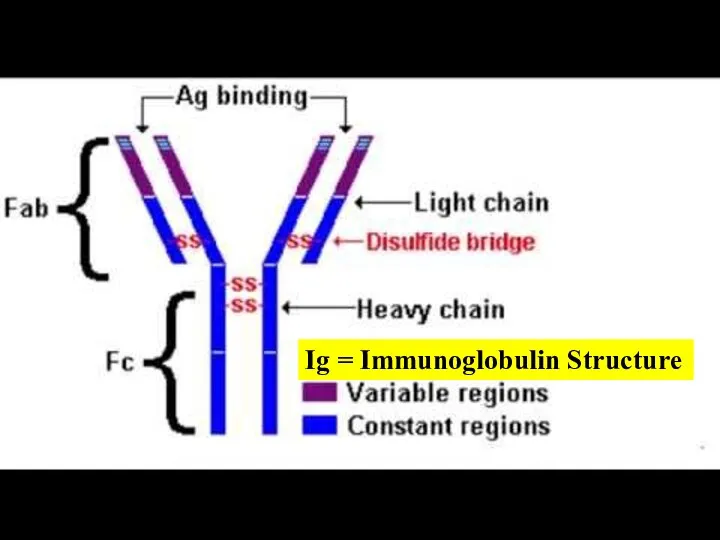 Ig = Immunoglobulin Structure