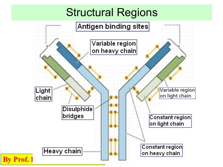 Structural Regions