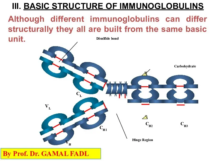 III. BASIC STRUCTURE OF IMMUNOGLOBULINS Although different immunoglobulins can differ structurally they