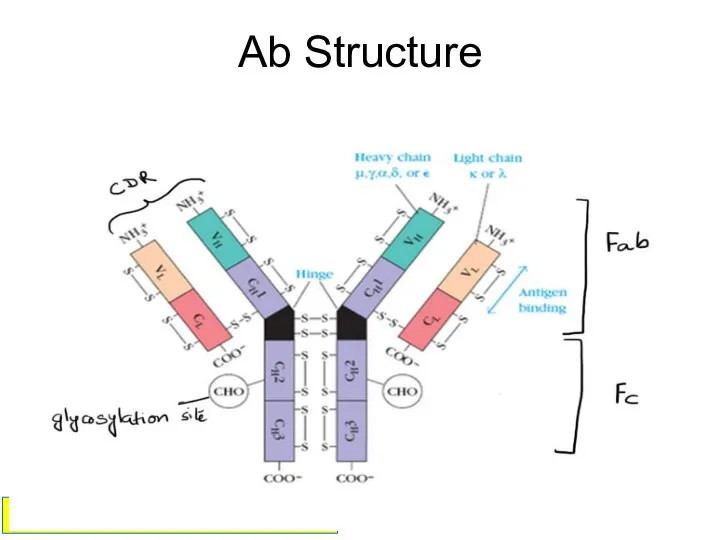 Ab Structure