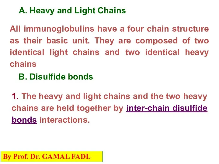 A. Heavy and Light Chains All immunoglobulins have a four chain structure