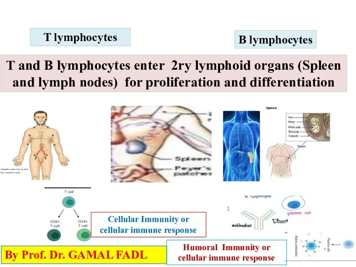 B lymphocytes T lymphocytes T and B lymphocytes enter 2ry lymphoid organs