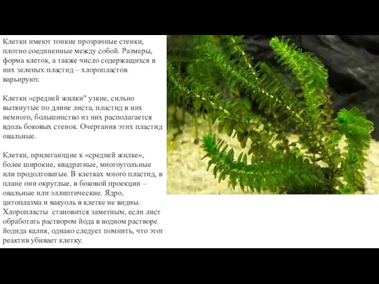 Клетки имеют тонкие прозрачные стенки, плотно соединенные между собой. Размеры, форма клеток,