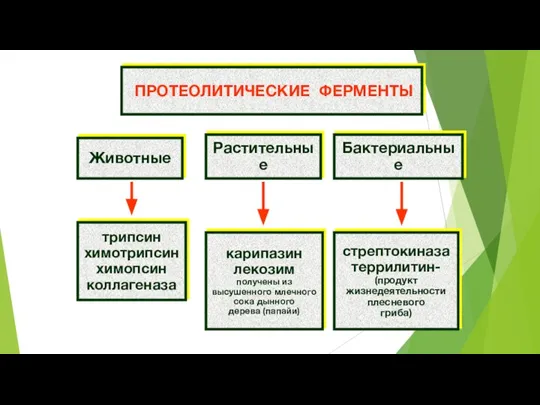 ПРОТЕОЛИТИЧЕСКИЕ ФЕРМЕНТЫ Животные Растительные Бактериальные трипсин химотрипсин химопсин коллагеназа карипазин лекозим получены