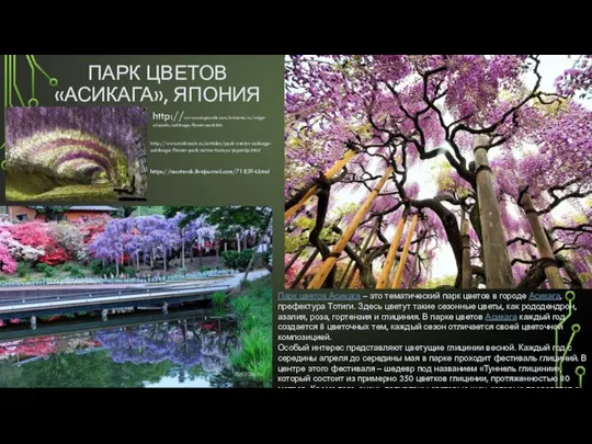 ПАРК ЦВЕТОВ «АСИКАГА», ЯПОНИЯ Парк цветов Асикага – это тематический парк цветов