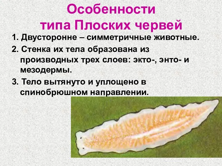 Особенности типа Плоских червей 1. Двусторонне – симметричные животные. 2. Стенка их
