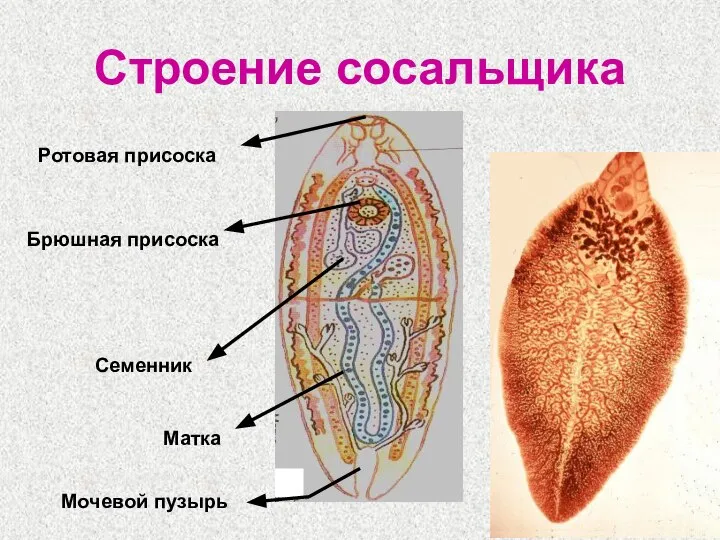 Строение сосальщика Ротовая присоска Брюшная присоска Семенник Матка Мочевой пузырь