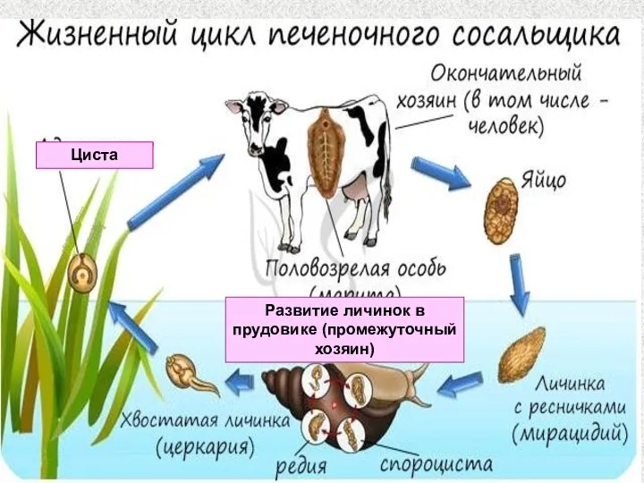 Развитие личинок в прудовике (промежуточный хозяин) Циста