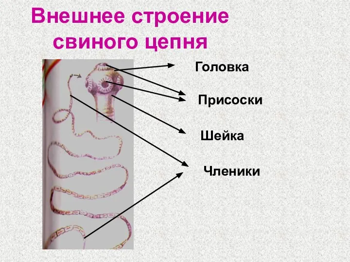 Внешнее строение свиного цепня Присоски Головка Шейка Членики