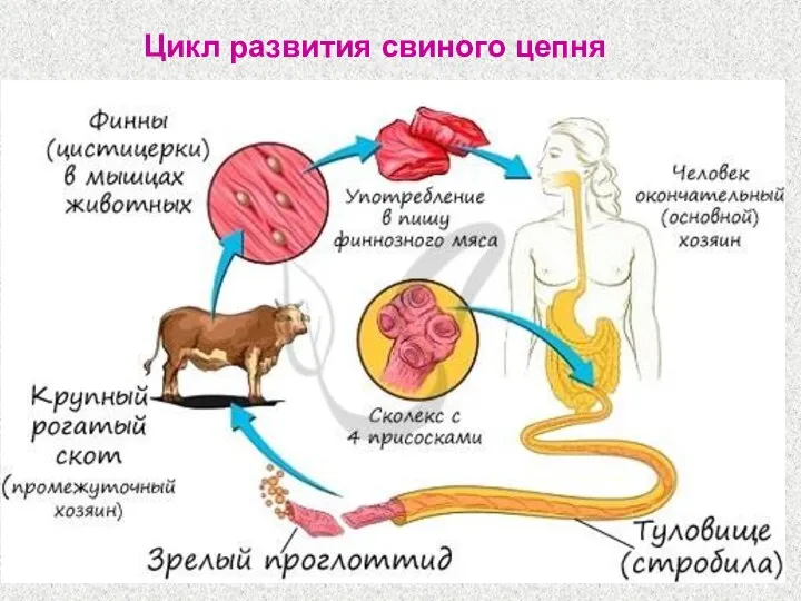 Цикл развития свиного цепня