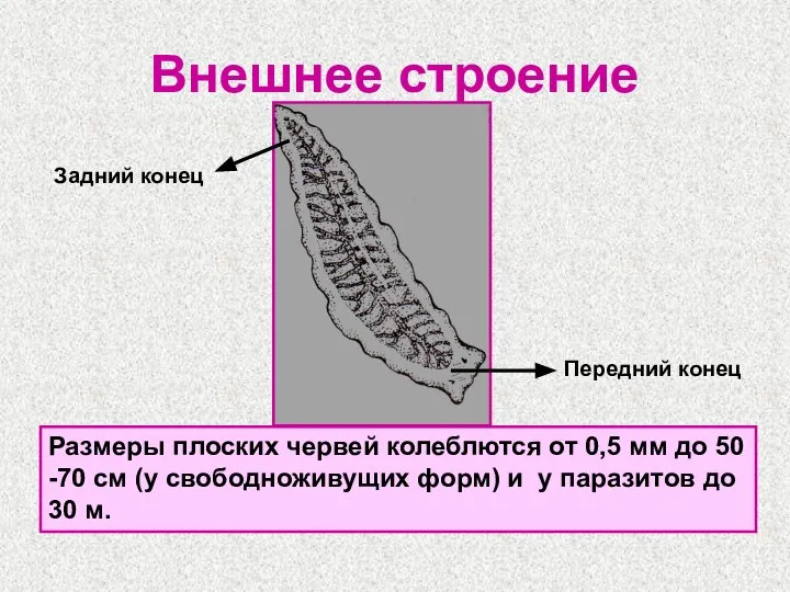 Внешнее строение Размеры плоских червей колеблются от 0,5 мм до 50 -70