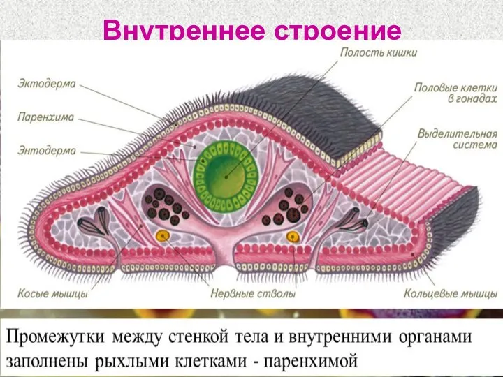 Внутреннее строение Реснички Кожа Кольцевые мышцы Продольные мышцы Спинно- брюшные мышцы Кишечник