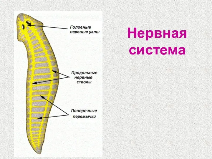 Нервная система