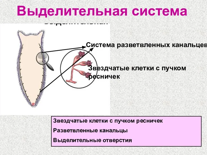 Выделительная система Система разветвленных канальцев Звездчатые клетки с пучком ресничек Звездчатые клетки