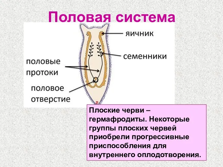 Половая система Плоские черви – гермафродиты. Некоторые группы плоских червей приобрели прогрессивные приспособления для внутреннего оплодотворения.