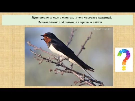 Прилетает к нам с теплом, путь проделав длинный. Лепит домик под окном ,из травы и глины