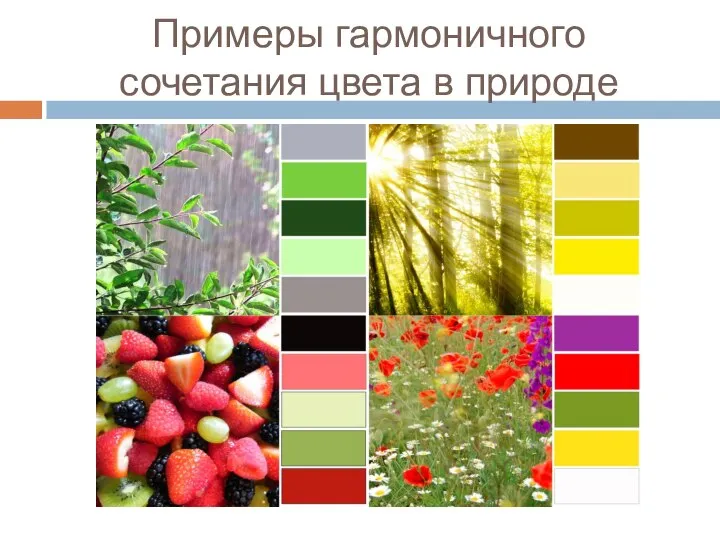 Примеры гармоничного сочетания цвета в природе