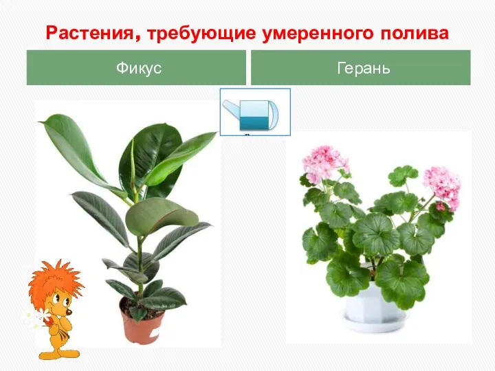 Растения, требующие умеренного полива Фикус Герань